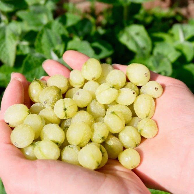 Whitby Gin - Wild Old Tom Edition - Image 6