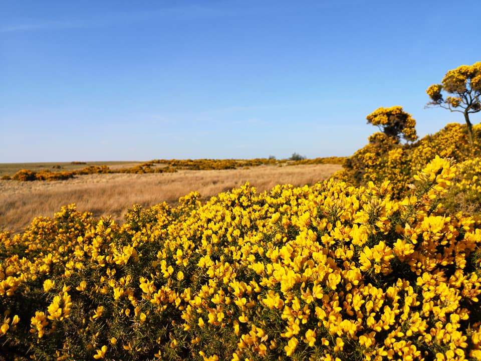 Whitby Gin - Wild Old Tom Edition - Image 7